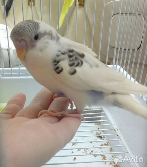 Волнистый попугай редких окрасов