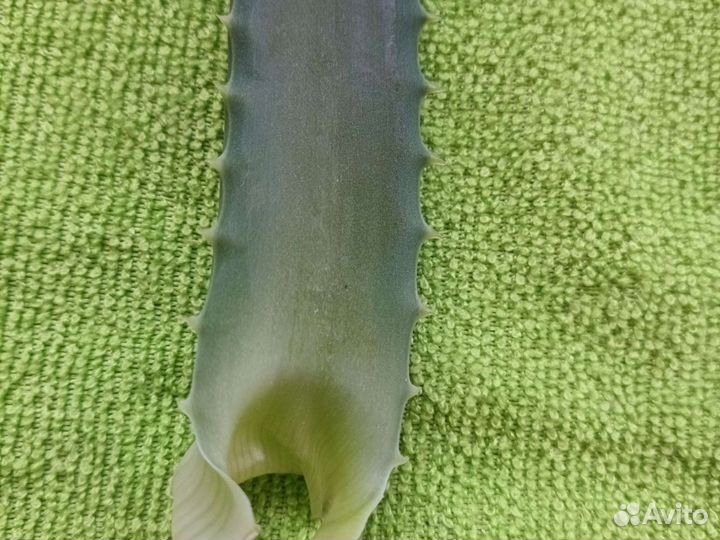 Лист алое