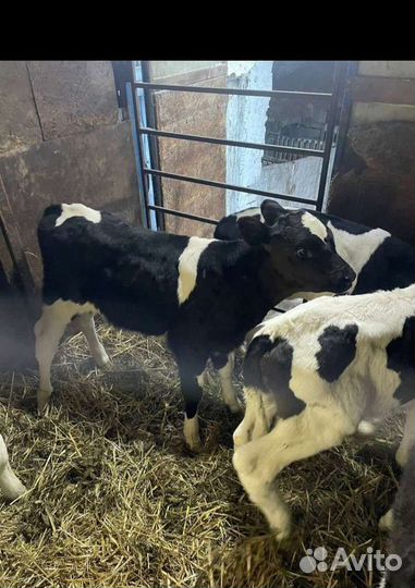 Телята бычки