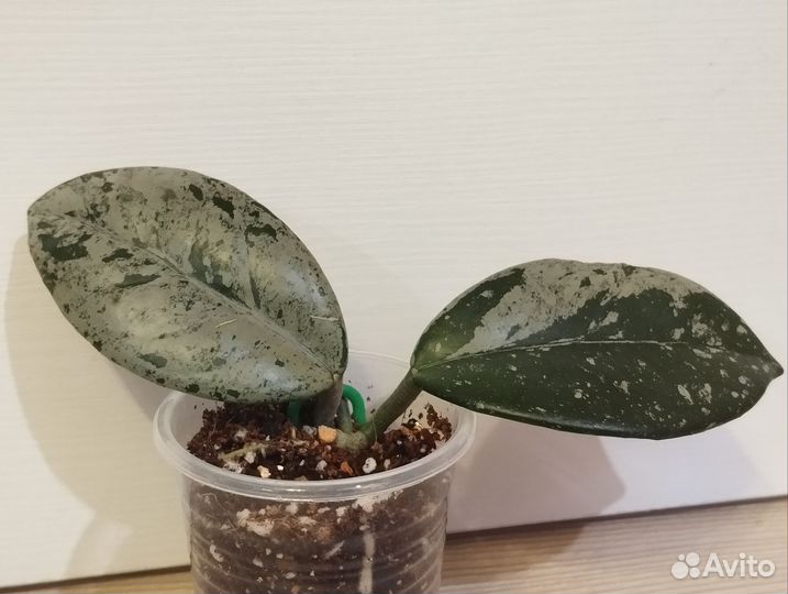 Хойя wilbur graves