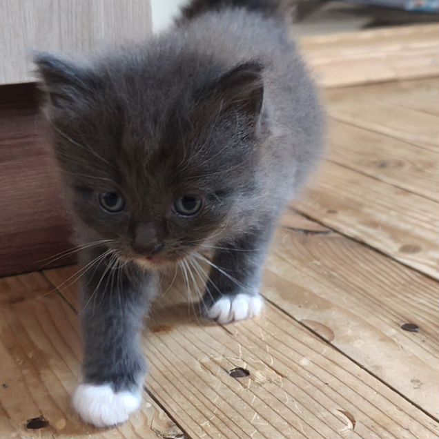 Котёнок в добрые руки