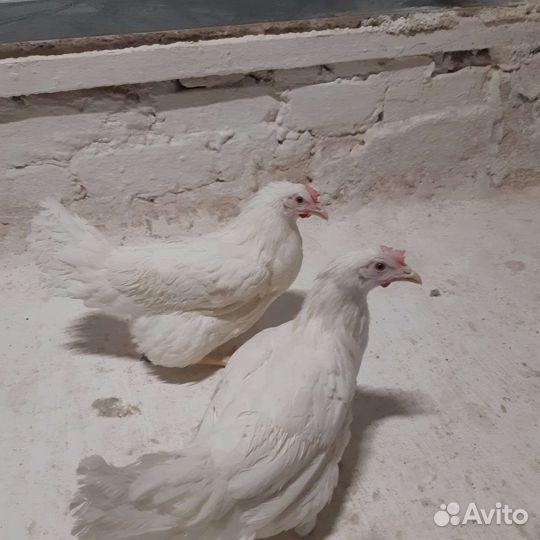 Куры молодки несушки