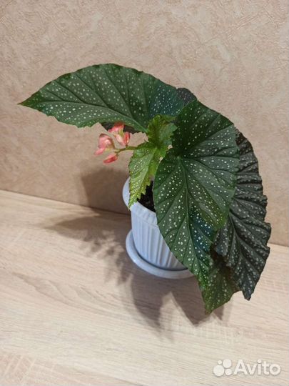 Цветок Бегония коралловая