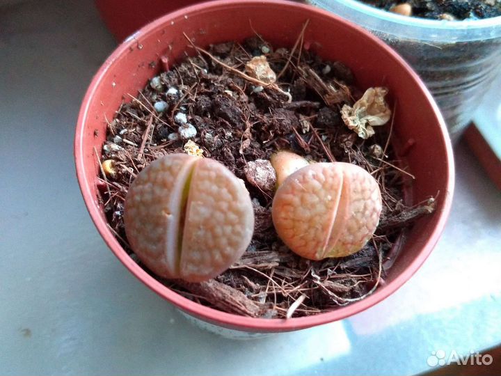 Суккуленты, кактусы