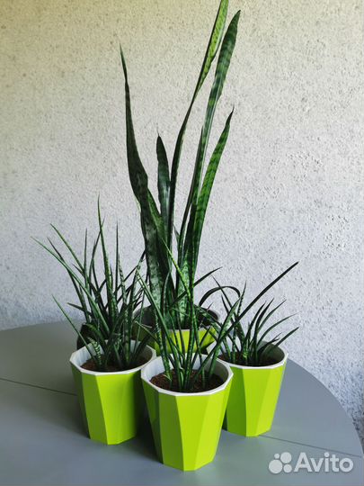 Сансевиерия или щучий хвост или тёщин язык