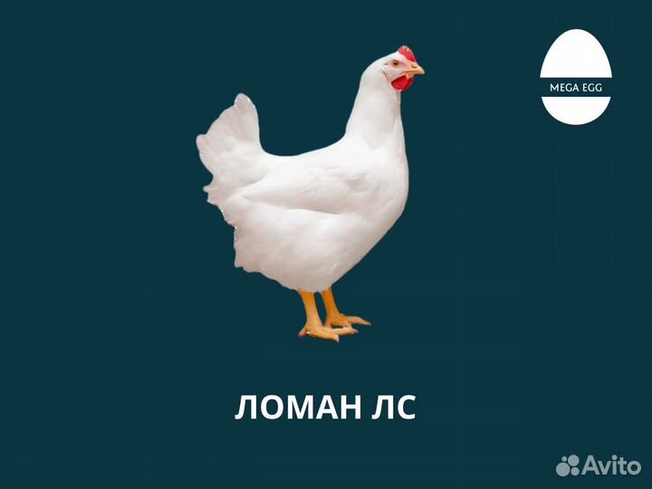 Инкубационное яйцо