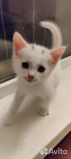 Котенок в добрые руки