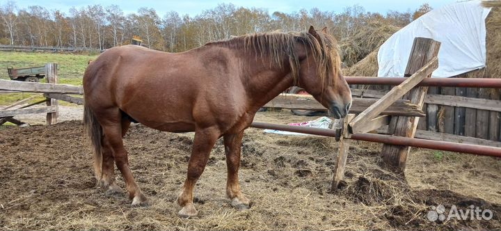 Продам жеребца