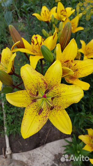 Лилия super elite