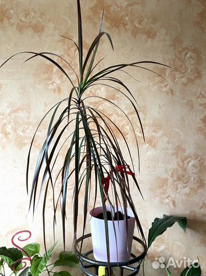 Драцена Маргината