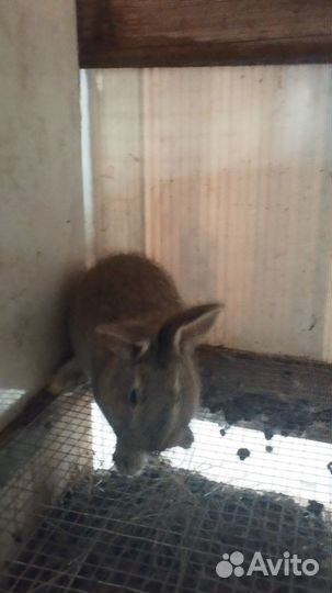 Кролики мясных пород великаны