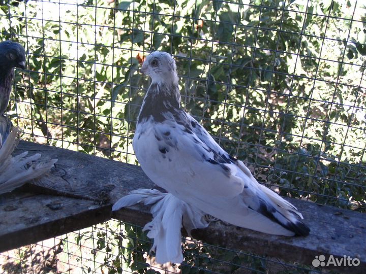 Голуби узбекские бойные