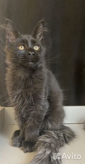 Мейн-кун кошечка