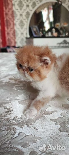 Персидская