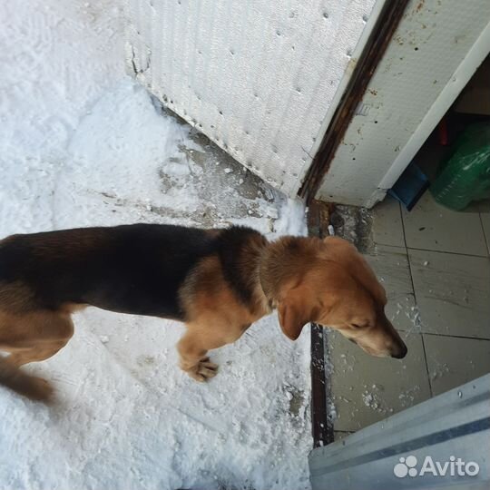 Продаю собаку русская пегая гончая 9 мес. Кабель