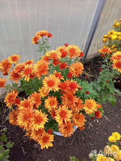 Хризантема