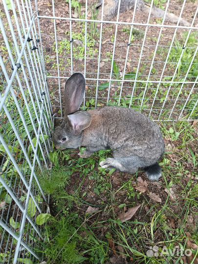 Самец Фландер