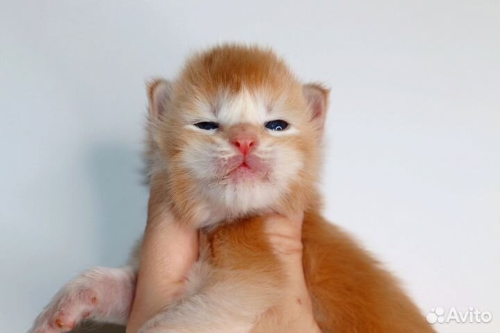 Мейн-кун супер пупсик,солнечный мальчик
