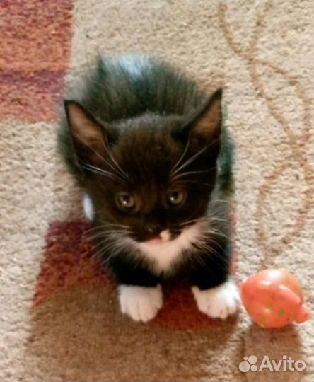 Котёнок в добрые ручки