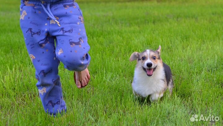 Девочка корги пемброк
