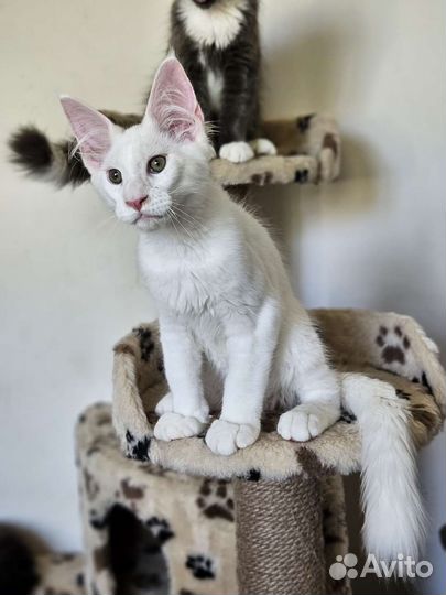 Котёнок мейн-кун белый