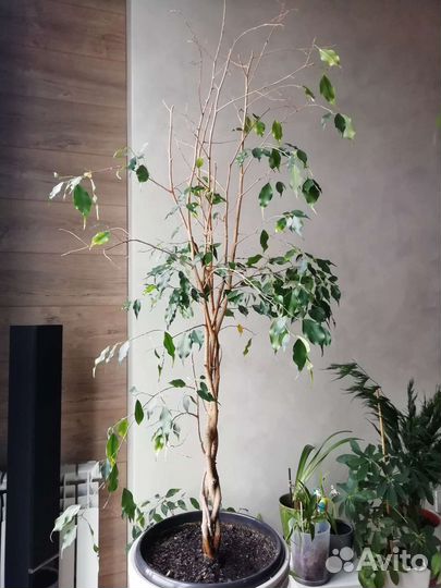 Фикус бенджамина