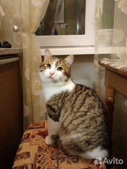 Котик бесплатно
