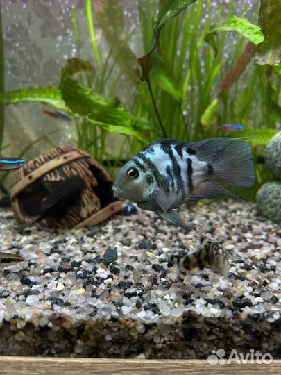 Рыбки Сапфировый попугай-пара