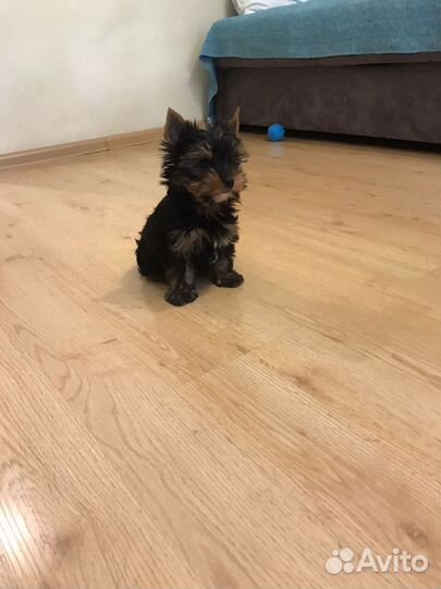 Йоркширский терьер мини девочка