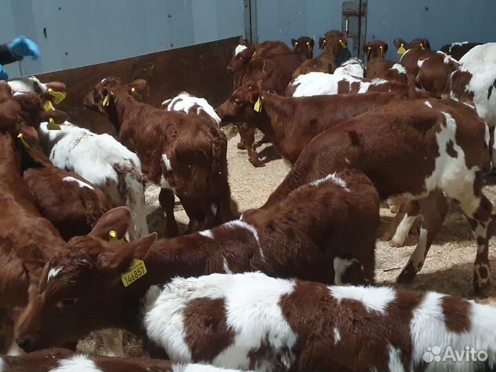 Телята мясной породы бычки