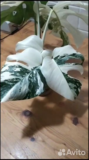 Монстера Альба