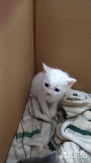 Котята в добрые руки мальчики