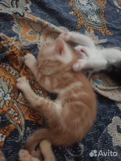 Котята в добрые руки