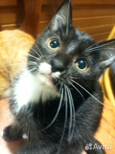 Отдам в добрые руки