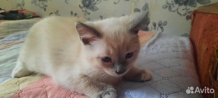 Тайская кошечка