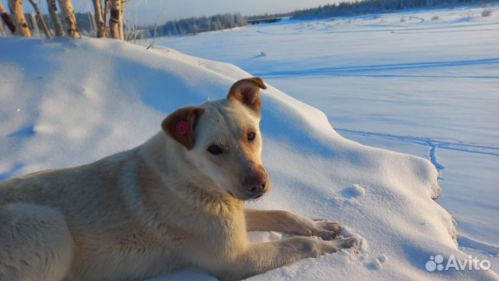 Собака в добрые руки