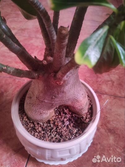 Adenium thai socotranum diamond crown