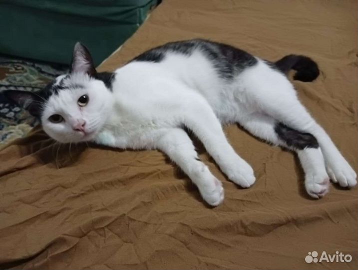 Кошка в добрые и заботливые руки