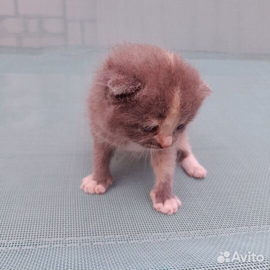 Котенок в добрые руки