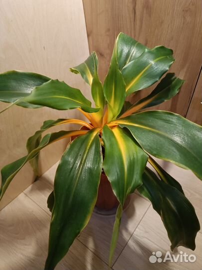 Хлорофитумы