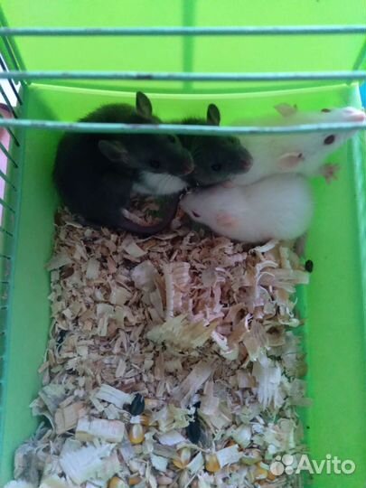 Декоративные крысята