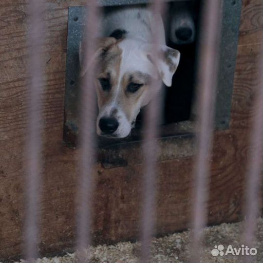 Трусишка Зевс