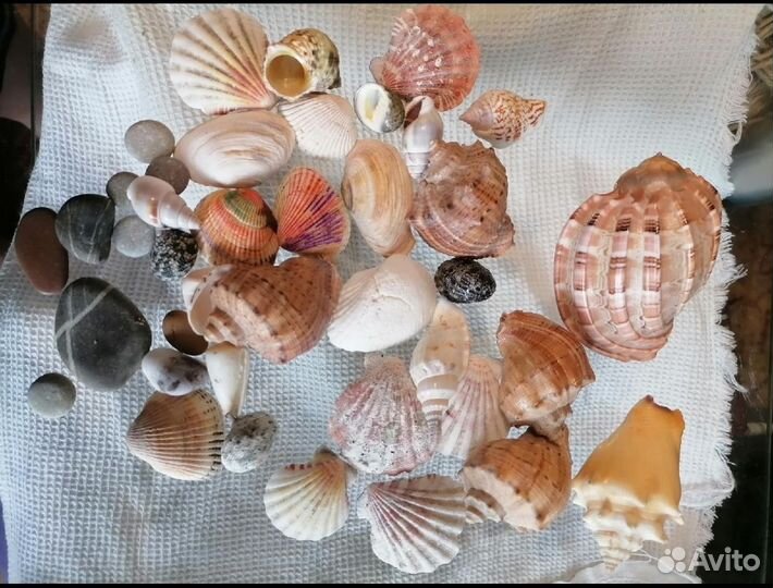 Набор ракушек