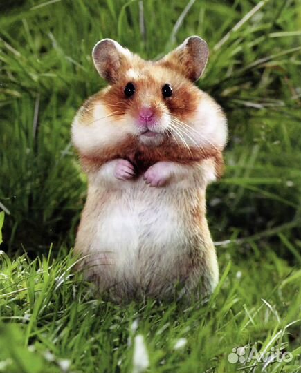 Передержка животных на время отпуска