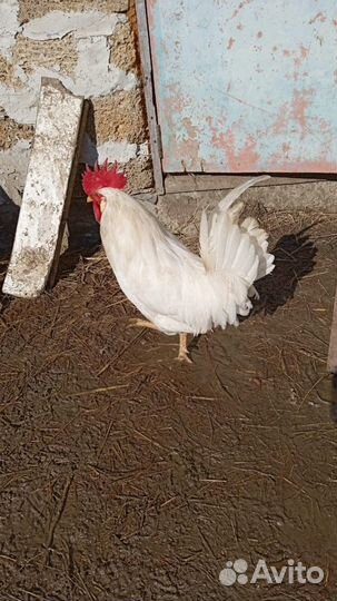 Яйцо леггорн