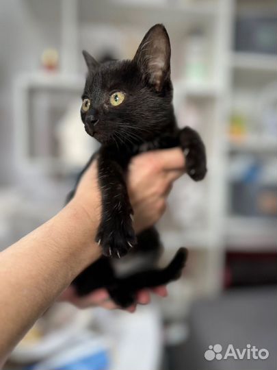 Котёнок девочка