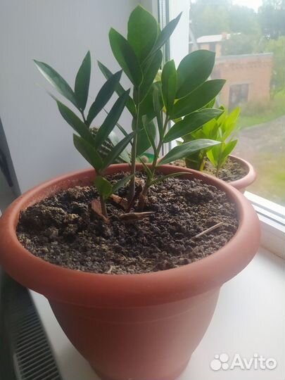 Замиокулькас