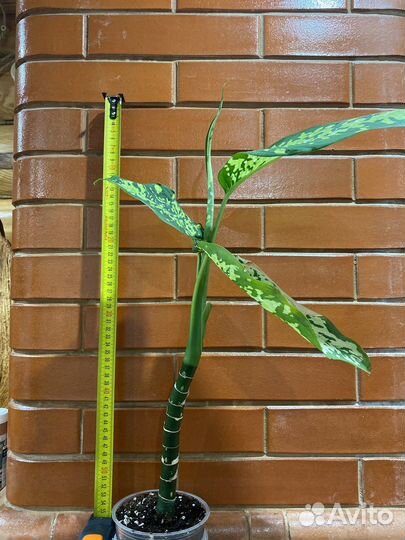 Диффенбахия читта