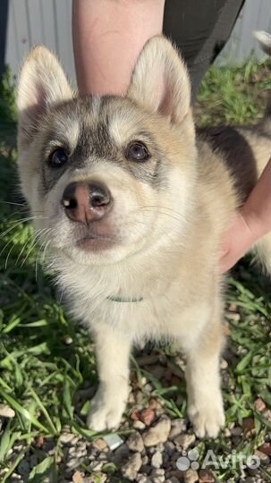 Щенки Хаски