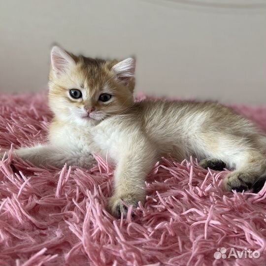 Британские котята